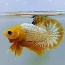 Yellow FCCP Plakad Betta (1 pair)