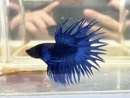 Blue Crowntail Betta(1pair)