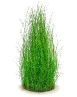 Eleocharis vivipara (2 Rhizomes)