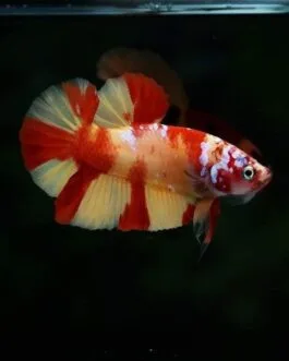 Yellow Base Candy Betta(1pair)