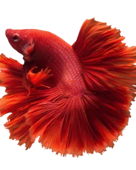 Red Rosetail Betta(1 pair)