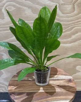 Echinodorus parviflora tropica limited quantity(2 Rhizomes)