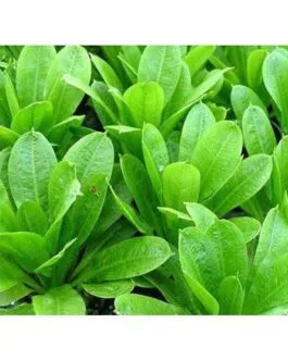 Echinodorus parviflora tropica limited quantity(2 Rhizomes)