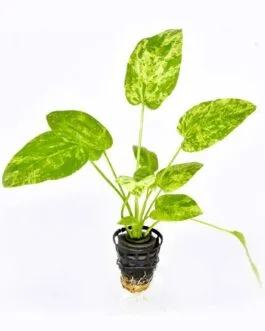 Echinodorus cordifolius marble(1 Rhizome)