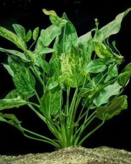 Echinodorus cordifolius marble(1 Rhizome)