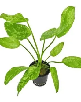 Echinodorus cordifolius Marble(2 Rhizome)