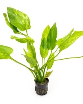 Echinodorus cordifolius Marble(2 Rhizome)