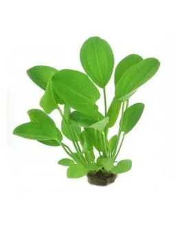 Echinodorus cordifolius(2 Rhizomes)
