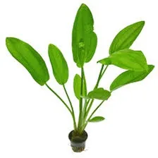 Echinodorus cordifolius(2 Rhizomes)