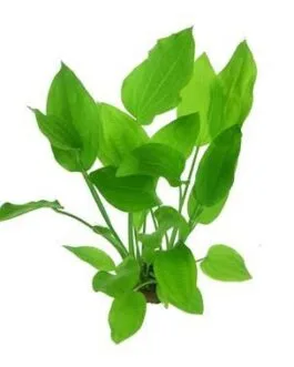 Echinodorus argentine(2 Rhizomes)