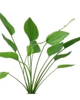 Echinodorus argentine(2 Rhizomes)