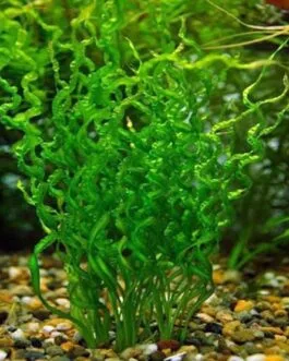 Echinodorus angustifolia(4 Rhizomes)