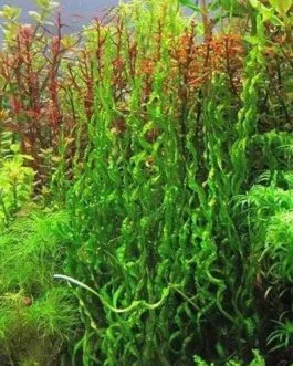 Echinodorus angustifolia(4 Rhizomes)