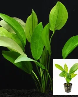 Echinodorus amazonicus(3 Rhizomes)