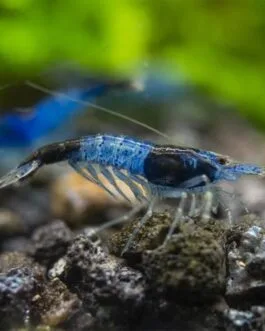 Blue Rilli Shrimp(1 Pair)