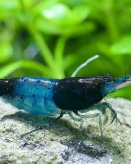 Blue Rilli Shrimp(1 Pair)