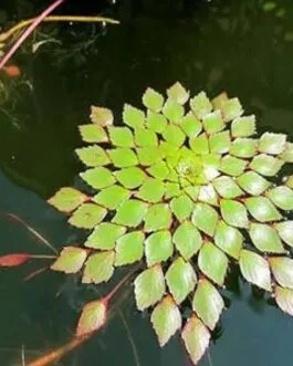 Water Mosaic Plant (3 Set)