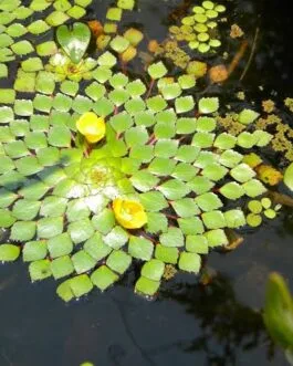 Water Mosaic Plant (3 Set)