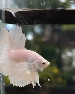 Milky White Ohm Betta(1 pair)