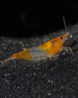 Orange Rilli Shrimp combo(3 Pair)
