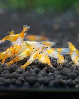 Orange Rilli Shrimp combo(3 Pair)