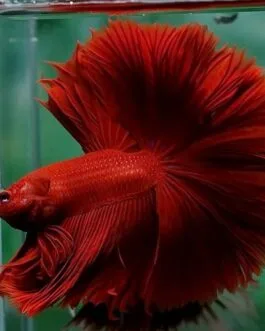 Red Rosetail Betta(1 pair)