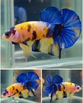 Yellow Galaxy hmpk Betta(1 pair)