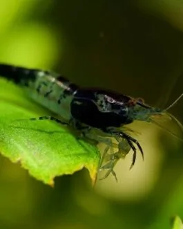 Black Rilli Shrimp Combo(3 Pair)