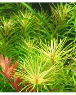 Rotala sp. “Spikey”(10 Stem)