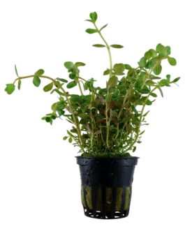 Rotala rotundifolia Orange (10 stem)