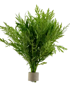 Hygrophila difformis(10 stem)