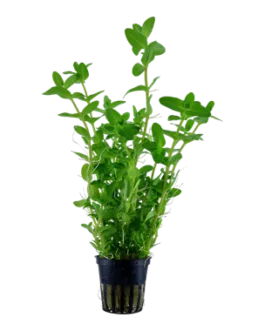 100 Stems Combo Offer