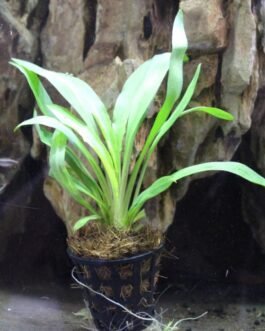 Cryptocoryne Spiralis “Broad Leaf”(1 Plant)