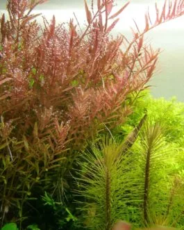 Rotala rotundifolia Orange (10 stem)