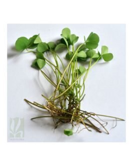 Giant Marsilea Fern(Loose Bunch)