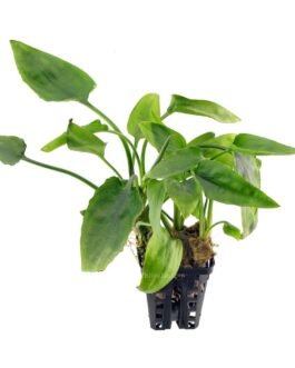 Cryptocoryne Pontederifolia(1 Plant)