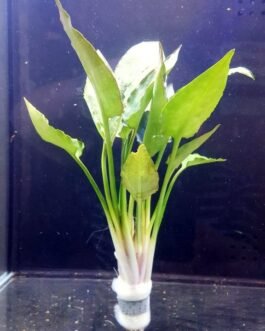 Cryptocoryne Pontederifolia(1 Plant)