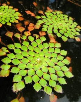 Mosaic Plant (Ludwigia sedioides)(2 stem)