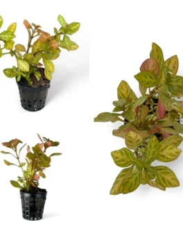 Ludwigia Atlantis ‘Dark Orange'(5 Stem)