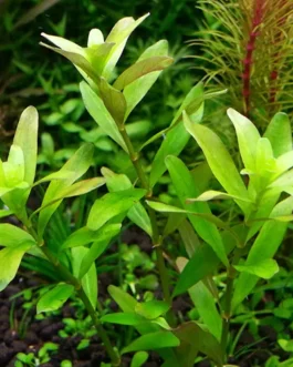 Rotala sp. “Ceylon” (10 Stems)