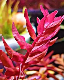 Rotala sp. “Yarabje” (10 Stem)