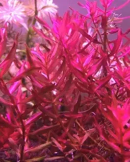 Rotala sp. “Yarabje” (10 Stem)