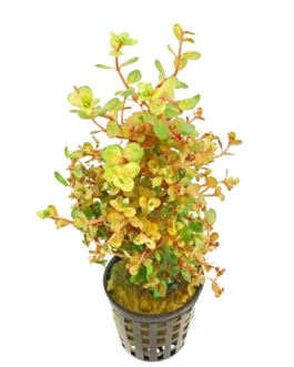 Rotala sp. “Mini Gold”(10 Stem)