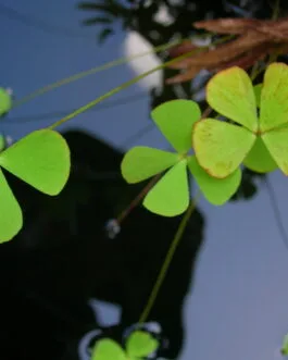 Giant Marsilea Fern(Loose Bunch)