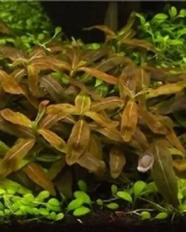Staurogyne sp. “Brown” (10 Stems)
