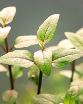 Acmela Repens(10 stem)