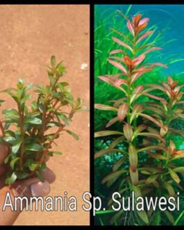 Ammania sp. ‘Sulawesi'(10 Stem)