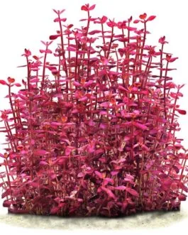 Bacopa Salzmannii "Purple"(7 Stem)