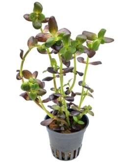 Bacopa Salzmannii “Purple”(7 Stem)