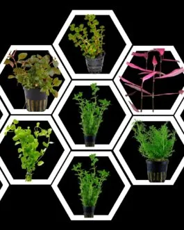 100 Stems Combo Offer